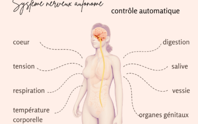 Pourquoi réguler son système nerveux autonome?